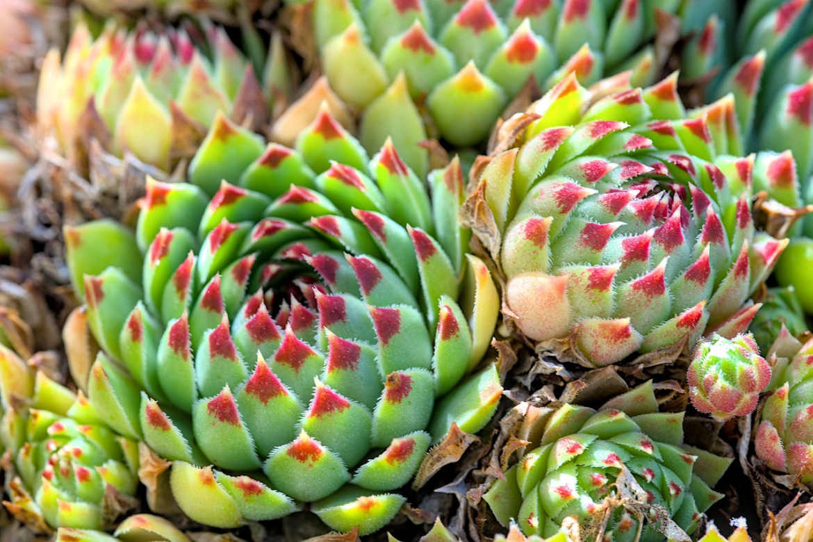 Echeveria Elegans plant
