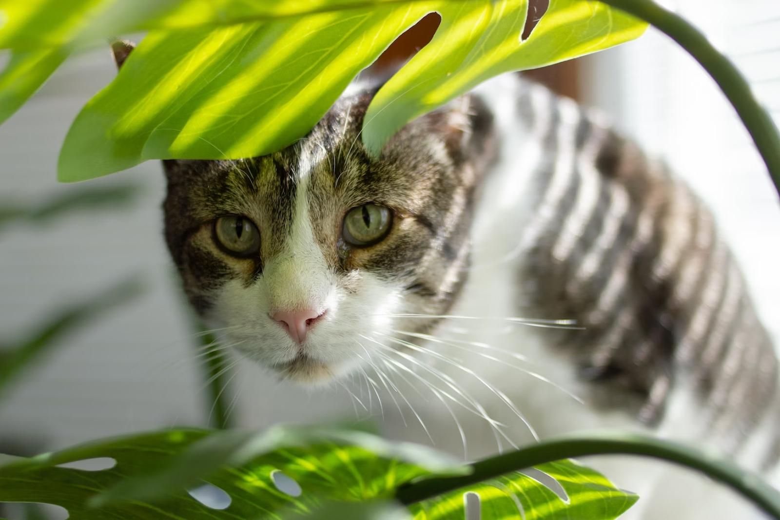 Ways To Keep Cats Out Of Your Indoor Plants Inside The Yard