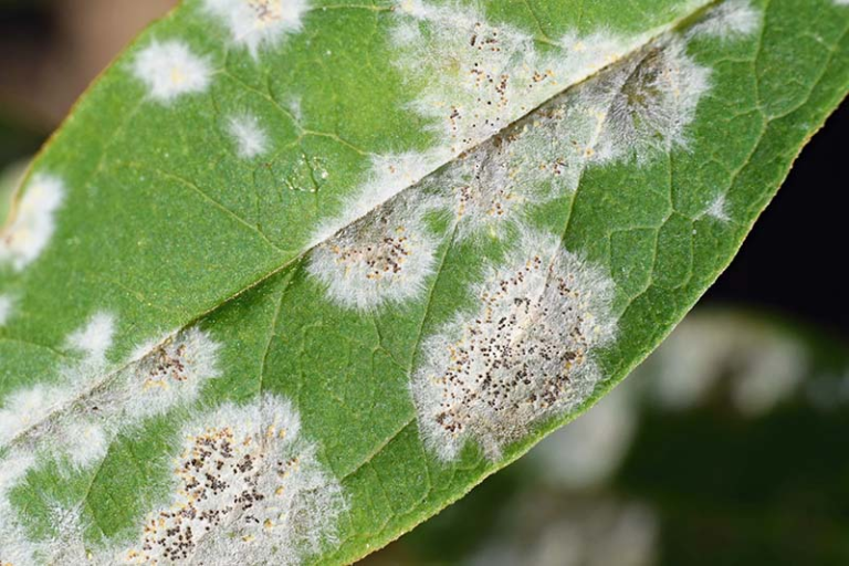 How to Get Rid of Powdery Mildew on Plants
