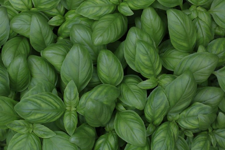 Growing Basil: Planting & Care Tips