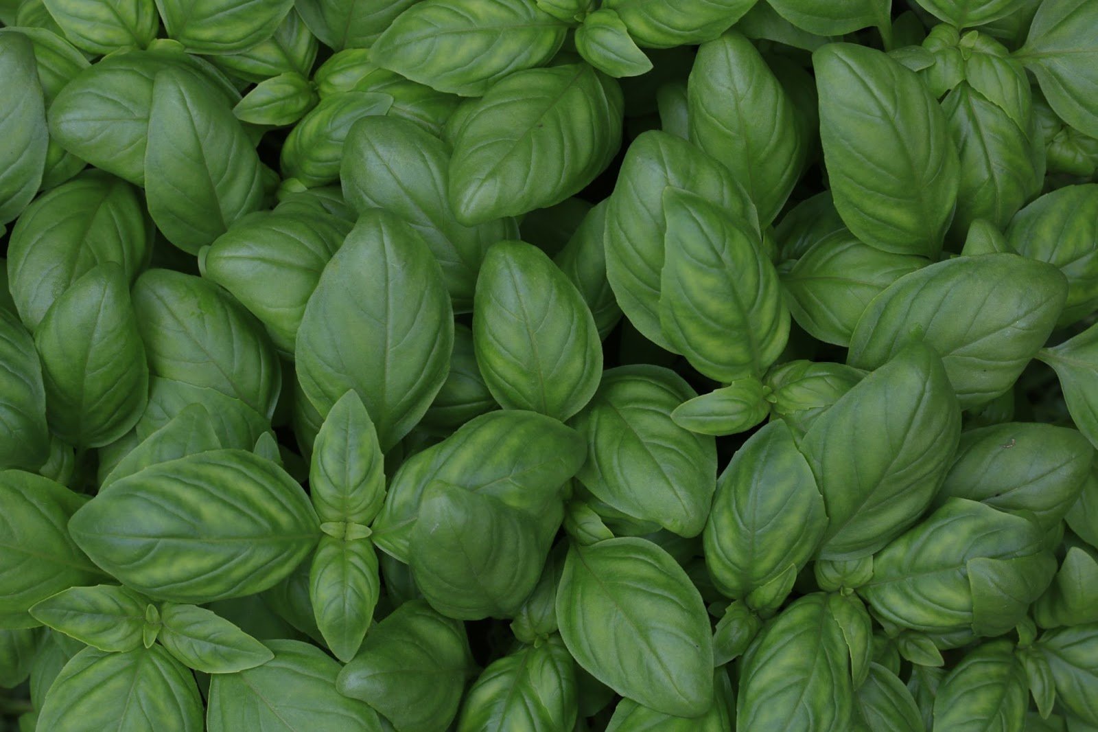 Growing Basil: Planting & Care Tips - Inside The Yard