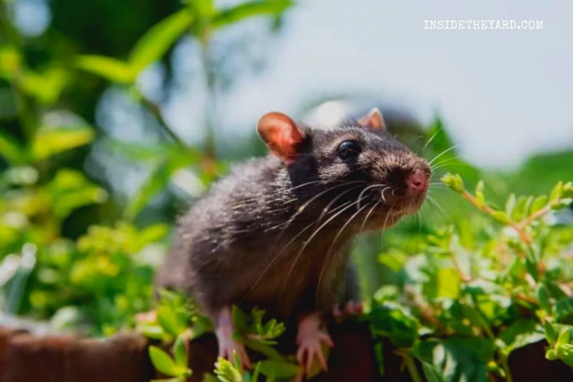 do-rats-eat-flowers