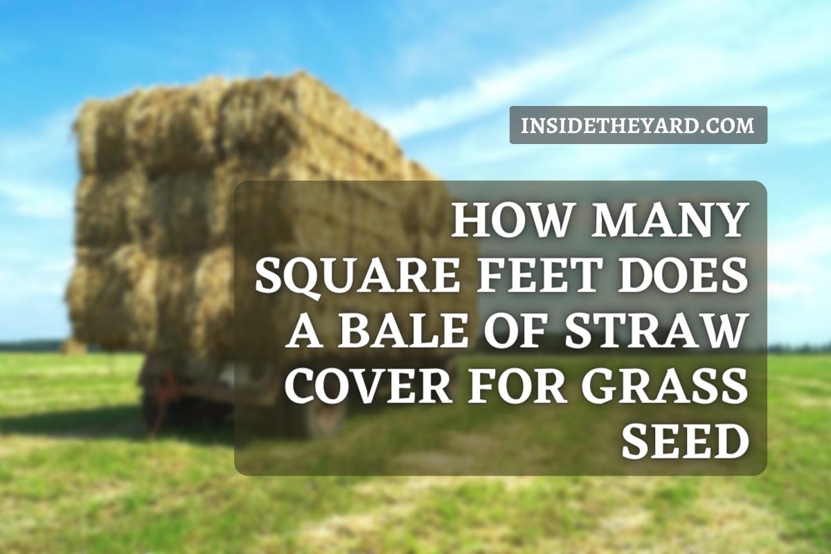 How Many Square Feet Does A Bale Of Straw Cover For Grass Seed Learn