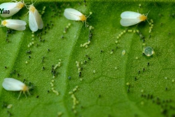 Insect Facts & Problems - Page 3 Of 4 - Inside The Yard