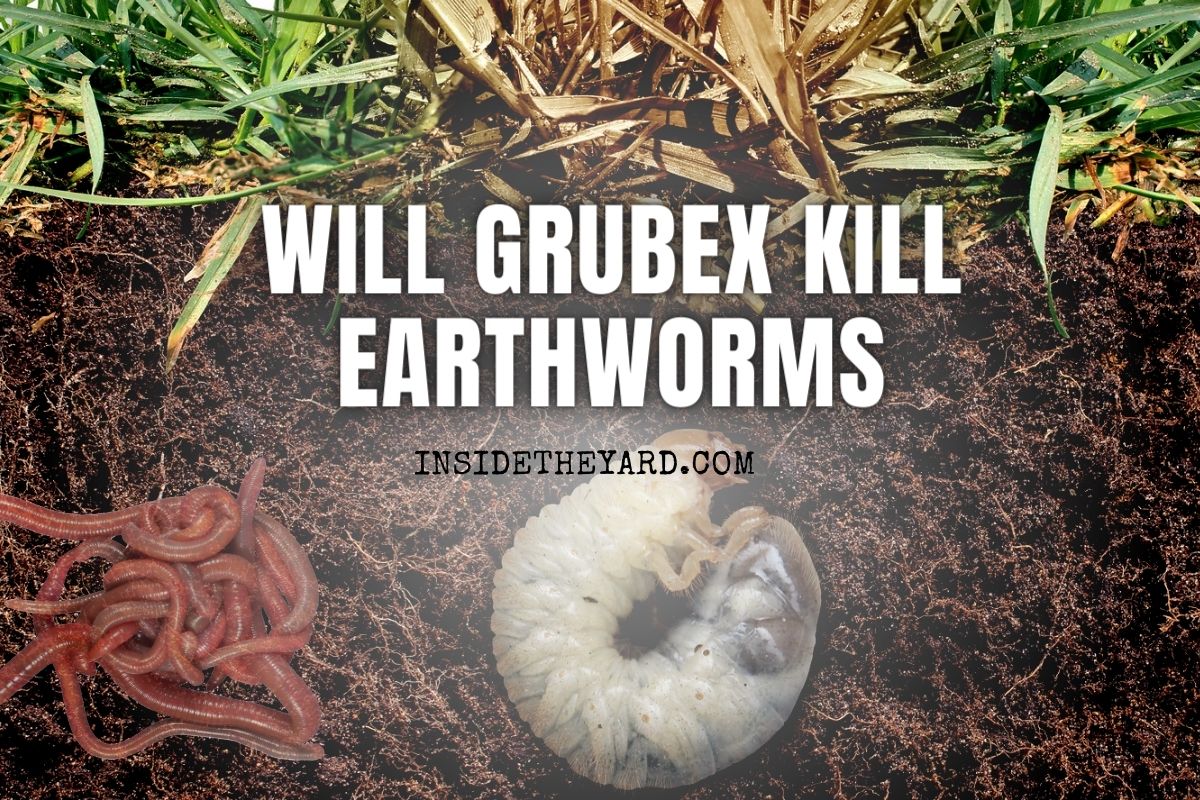 Will GrubEx Kill Earthworms Here's The Truth Revealed! Inside The Yard